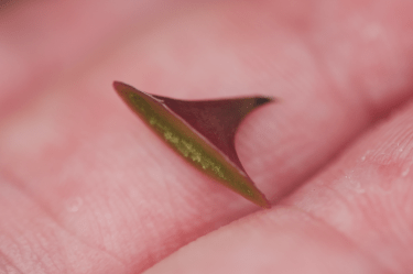 Abgebrochener Stachel einer Rose