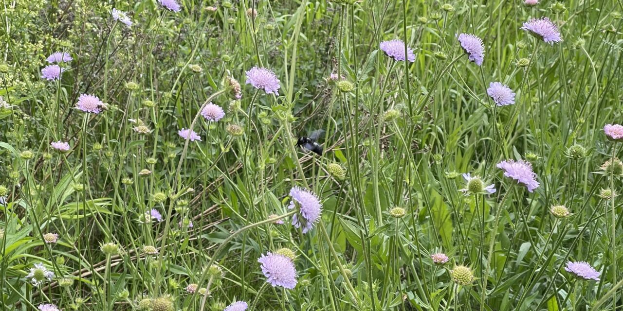 Knautia arvensis – Die Acker-Witwenblume