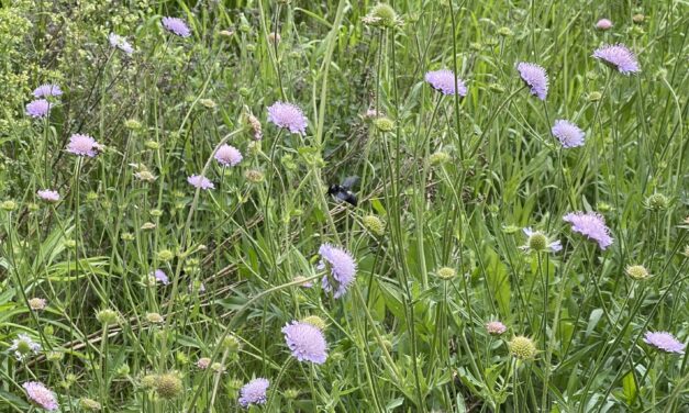 Knautia arvensis – Die Acker-Witwenblume