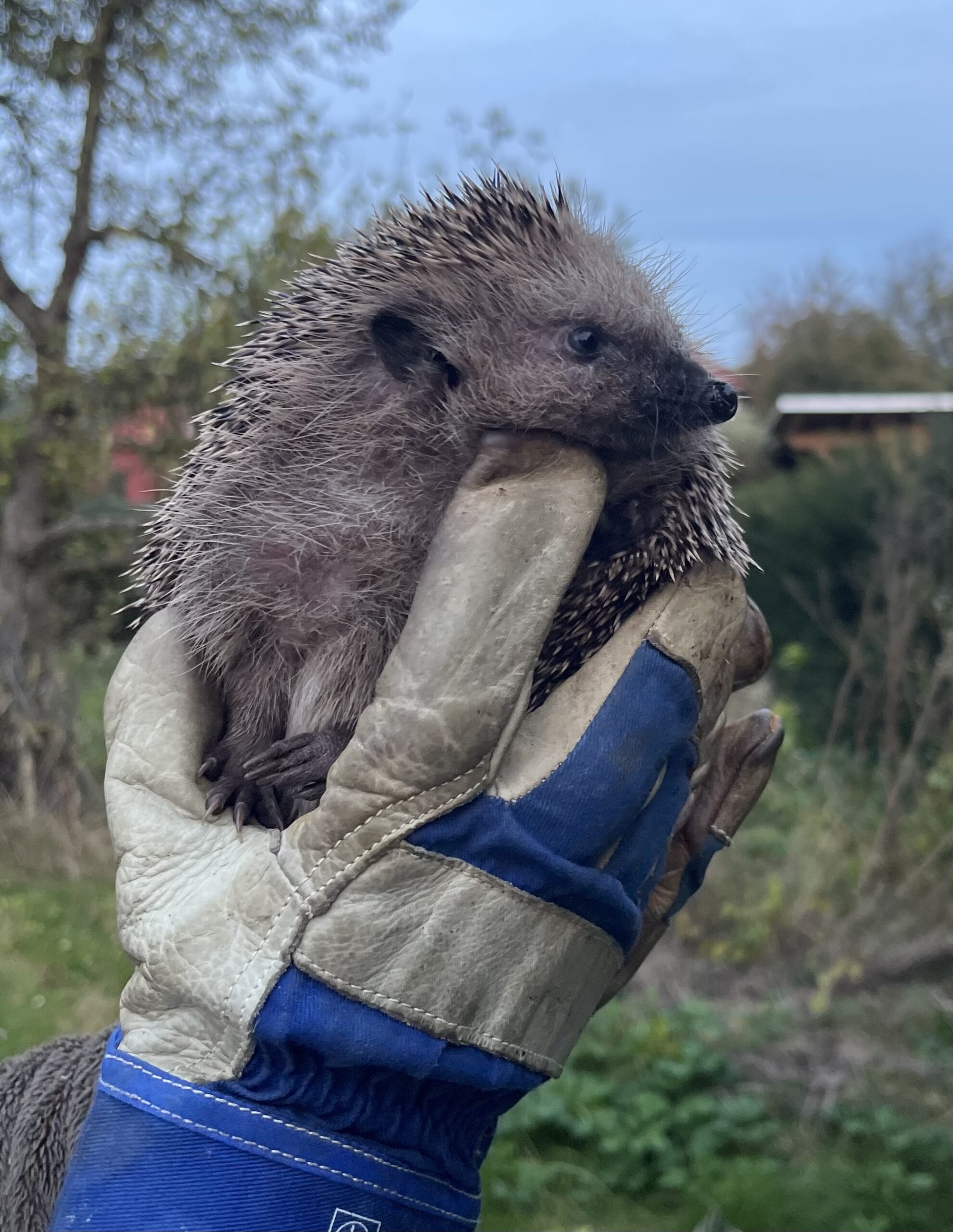 Igel in der Hand