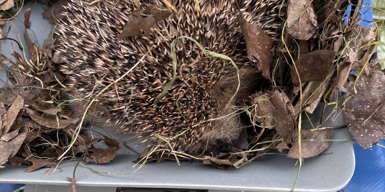 Der Igel auf der Roten Liste