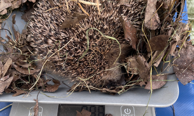 Der Igel auf der Roten Liste