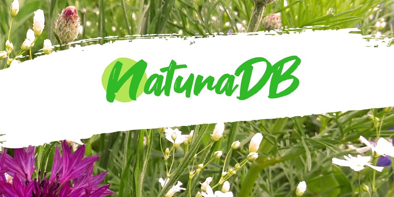 DGMNO #46: NaturaDB – Wie stellt man Pflanzenwissen zur Verfügung?